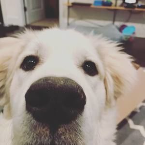 Meet your Posher, Carter